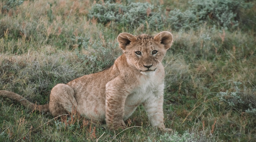 1 Day Tarangire Safari